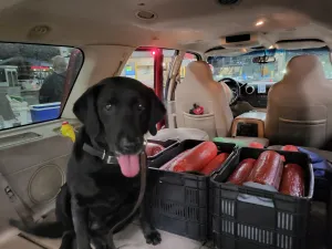 CBP agriculture canine "Harlee".