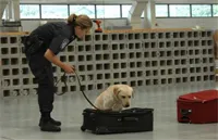 A CBP canine team inspects traveler luggage CBP canine team inspects luggage